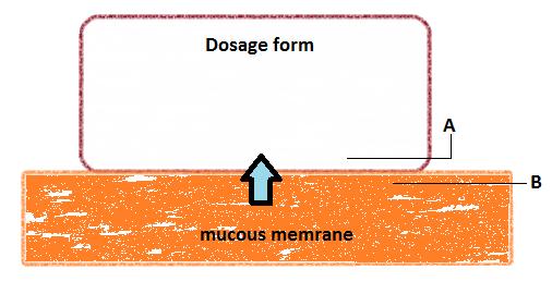 Critical Review on Mucoadhesive Drug Delivery Systems Figure 4: Dehydration theory of mucoadhesion explaining demonstrating water movement from the mucous region to mucoadhesive dosage form.
