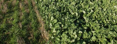 .. Prevention of erosion and runoff Biofumigationon destruction Cabbage family aren t mycorrhizal.