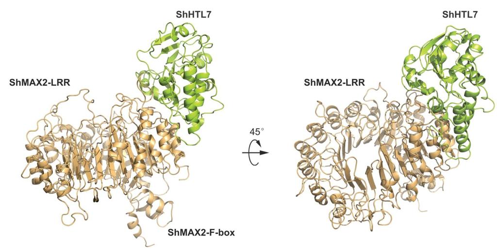 Supplementary information, Figure S1E Overall structural models for the ShHTL7- MAX2 complex and the ShHTL7-ShMAX2 complex.