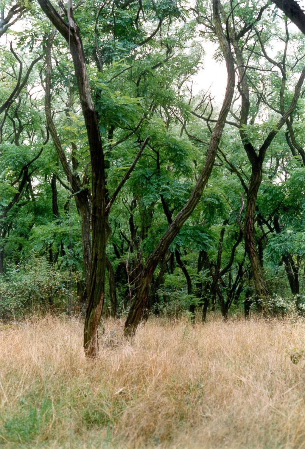 state Locust forest