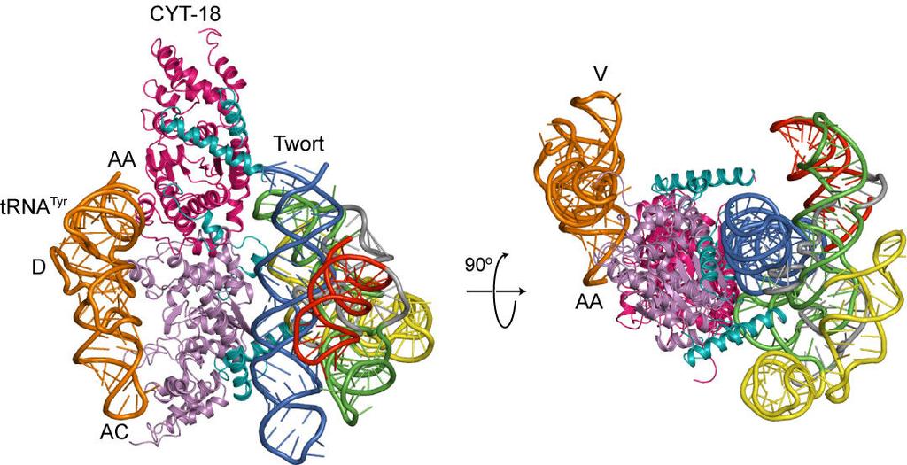 Supplementary Figure 4 CYT-18 binds group I introns on a surface distinct from that which binds trna Tyr.