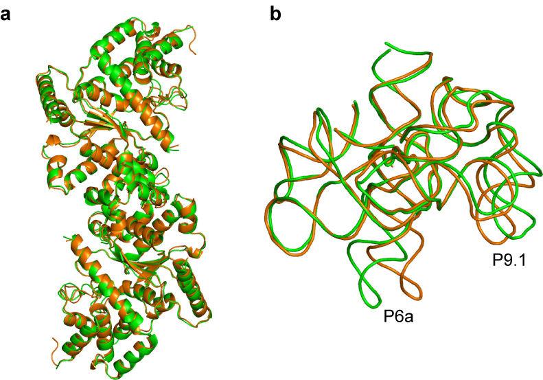 Supplementary Figure 2 The conformations of CYT-18 protein and the Twort ribozyme change little upon binding.