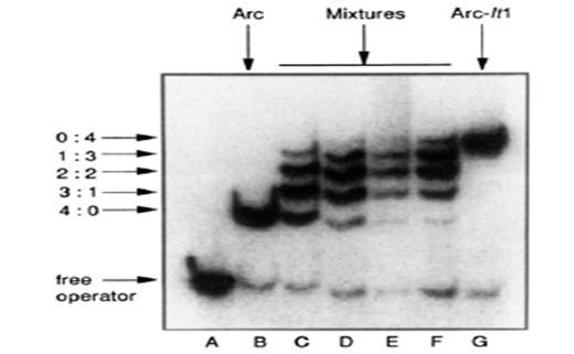 Arc protein: Binds to DNA as a -Arc repressor of bacteriophage P22 is a transcription repressor. It binds to DNA as a tetramer (as shown in figure on next slide).