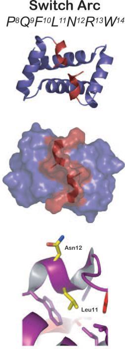 ) Mutation of N11L causes a conformational