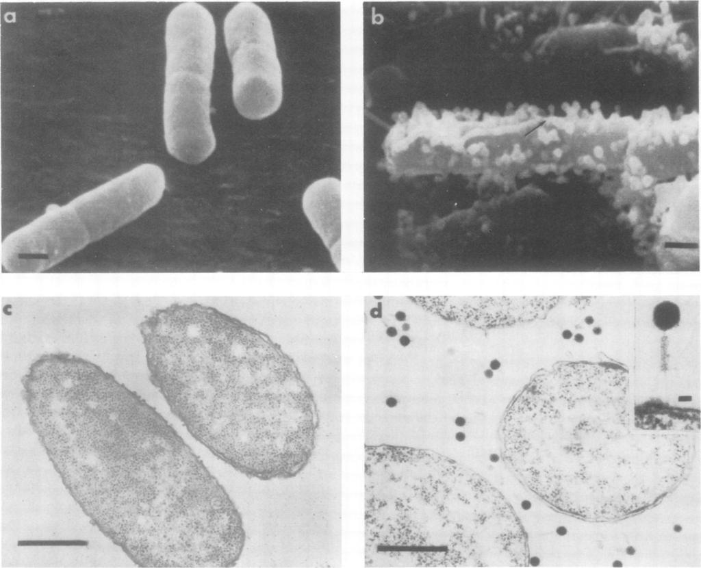1500 WENDELSCHAFER-CRABB, ERLANDSEN, AND WALKER J. VIROL. c FIG. 1. Comparison of infected and uninfected cells by SEM and TEM. All specimens were fixed in glutaraldehyde and postfixed in OsO4.