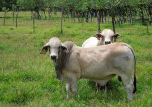 Costa Rica Leads the Way Towards Sustainable Livestock Management Costa Rica s government has set an ambitious goal to reach carbon neutrality by 2012.