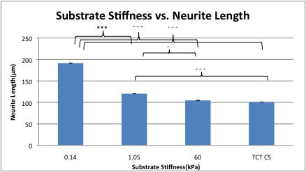 substrates promote differentiation into neurons and the formation of longer neurite