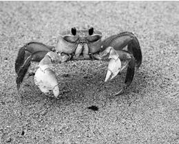 Question #17 Ghost crabs are a species of crab that are a main food source for sea birds found along the Outer anks.