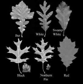 flora of the Great Lakes can be divided into a number of elements, each of which shares a common geographical origin (refugia).