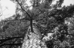 .. followed by more mesic loving white pine  (flora): Hemlock,