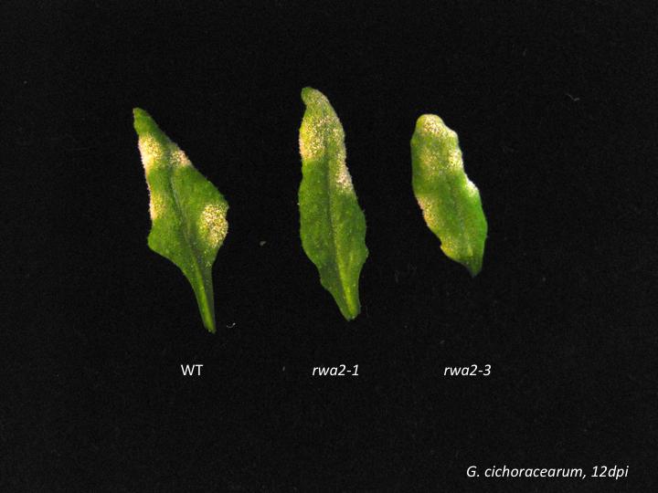 Supplemental Figure S4. Infection of wild-type and rwa2 mutant leaves with Golovinomyces cichoracearum.
