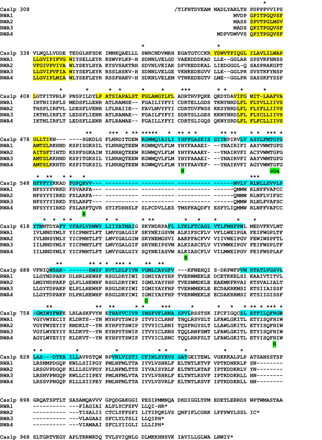 Supplemental Figure S6. Multiple sequence alignment of Arabidopsis RWA proteins and the C-terminal domain of C. neoformans Cas1p.