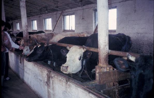 Use of Prussian Blue Number of treated cows, th.