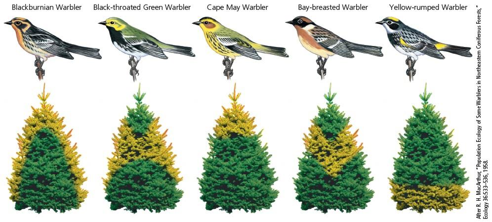 Use the diagram below to answer the two questions that follow. 5. This diagram is a model of the realized habitats of a group of warblers. This is an example of a. Resource partitioning b.