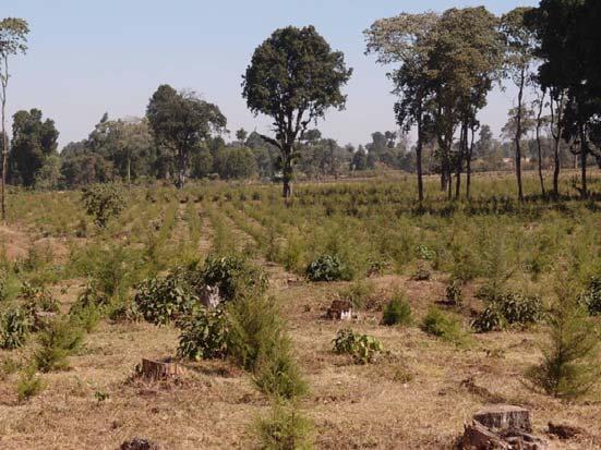 best practice Commercial core + smallholder sawlog plantation outgrower scheme Extension and inputs provided through