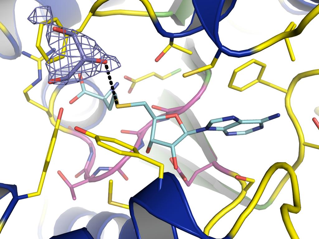 Figure S3: An illustration of one of the glycerol molecules which appear to be present in the substrate binding cavity of the CcbJ SAH complex structure.
