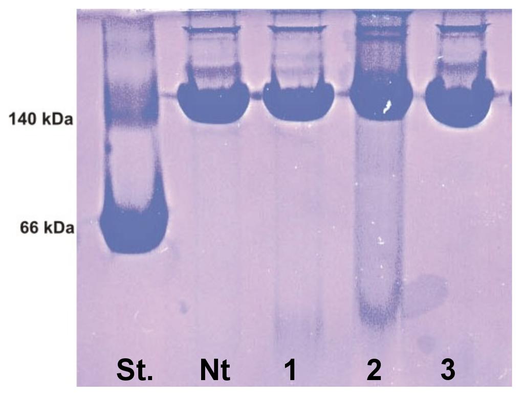 Figure S7: The oligomeric structure of purified wild-type and mutant CcbJ proteins was compared using blue native polyacrylamide gel electrophoresis.