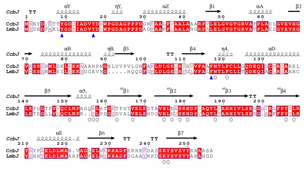 Figure S9: Pairwise sequence alignment between CcbJ and LmbJ. Identical residues are highlighted.