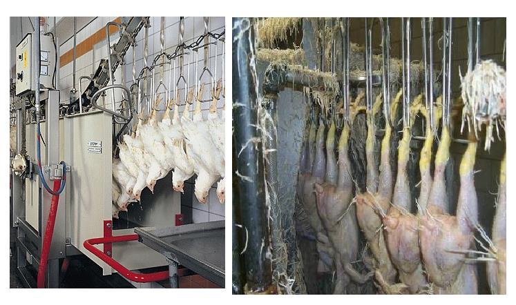 replace chlorine for the reduction of salmonella on carcasses in poultry processing plants. ClO 2 also has NSF 60 approval for using in human drinking water.