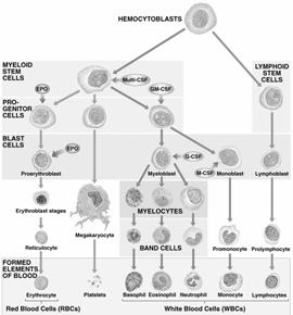 The Formed Elements - Origins Hematopoiesis The formation of blood cells Starting point: Hemocytoblast an undifferentiated stem cell Blood Type Determined by presence or absence of specific antigens