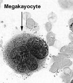 The Formed Elements - Platelets Platelets (thrombocytes) are Produced in the bone marrow Released from megakaryocytes as cytoplasmic fragments into the blood Essential to clotting process Contain
