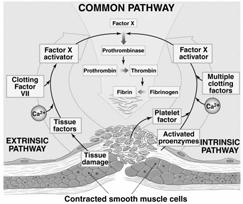 Three phases in Hemostasis: Vascular phase Local contraction of injured vessel Platelet phase Platelets stick to damaged vessel wall and become activated Coagulation phase Clotting factors in plasma