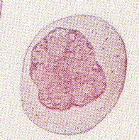 Larger than other leukocytes (15-20 um).