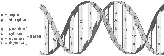 DNA molecules in all living things have the shape of a double helix, which is like a twisted ladder.
