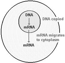 These new identical messenger RNA molecules then leave the nucleus and go out into the cytoplasm where the protein they are coded for is actually synthesized or assembled.