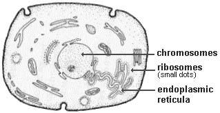 Some ribosome are on the surface of membrane networks called endoplasmic reticula, while others are free ribosomes.