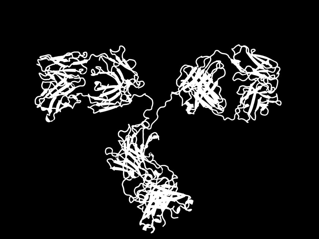 antibody is shown below. a. Circle one of the antigen binding sites.