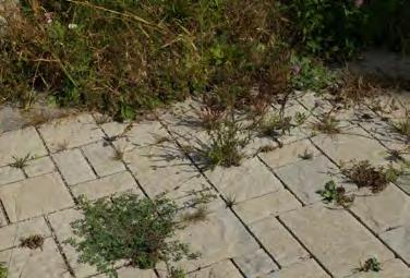 S-8: Weeds (applicable to turf filled unit pavers) Pass: No weeds are evident. Pass No weeds are evident.