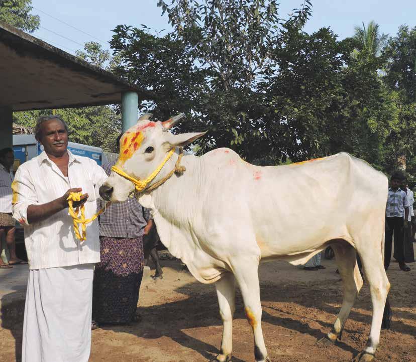 Dairying In National Dairy Development