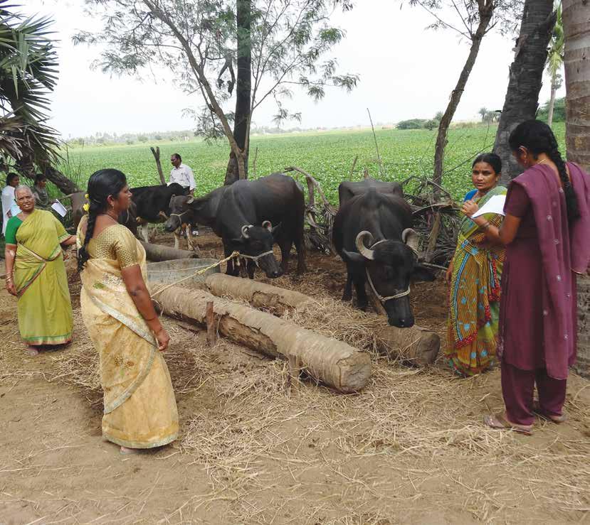Part II : Livestock Census Andhra Pradesh has bovine resource of 46.06 lakh Cattle and 64.33 lakh Buffaloes engaging 62.54 lakh (49.38 per cent) households in the state.