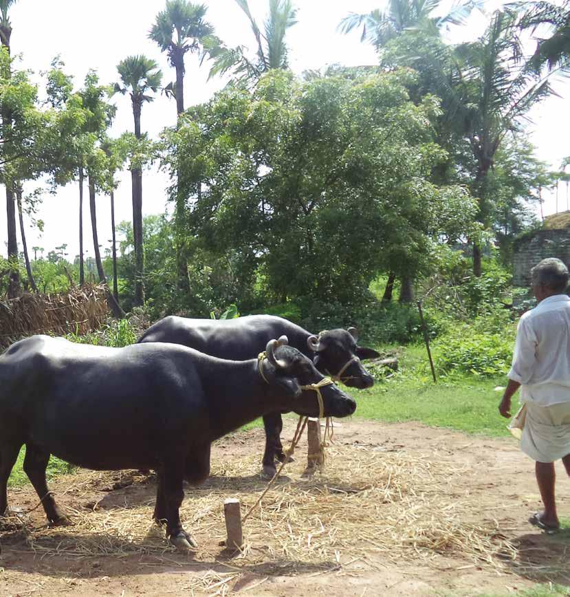 Part III : Cattle and buffalo Breeds Andhra Pradesh has two native cattle breeds viz Ongole and Punganur.