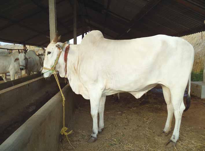 Part III : Cattle and buffalo Breeds III.2. Performance of Major Breeds TABLE III.2.1: Performance of Native Cattle Breeds Parameter Ongole Cattle Breeds Punganur Colour Ongole have a glossy white coat called padakateeru by the breeders.
