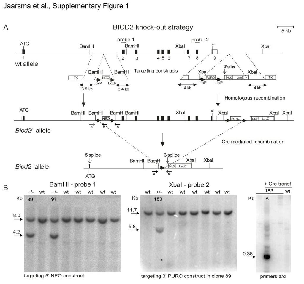 SUPPLEMENTARY INFORMATION SUPPLEMENTARY FIGURES Supplementary Figure 1. Generation of inducible BICD2 knock-out mice. A) The mouse BICD2 locus and gene targeting constructs.