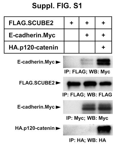 Fig. S1. Effect of p120-catenin overexpression on the interaction of SCUBE2 with E-cadherin. The expression plasmid encoding FLAG.SCUBE2, E-cadherin.Myc, or HA.