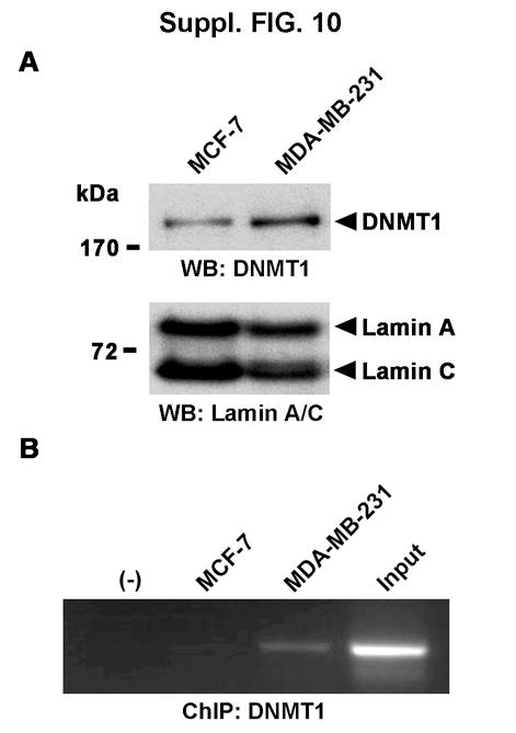 Fig. S10. The protein expression of DNMT1 in human breast-cancer cell lines and in vivo binding of DNMT1 protein to the exon 1 region of SCUBE2.