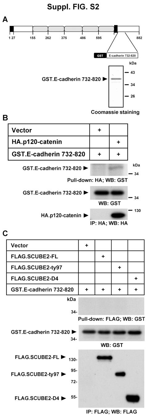 Fig. S2. Pulldown assays with recombinant SCUBE2 protein and a GST-fusion protein containing the juxtamembrane region of the E-cadherin cytoplasmic domain.