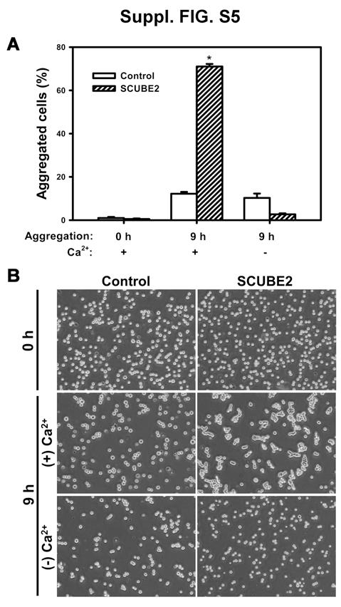 Fig. S5. SCUBE2 overexpression promoted cell cell aggregation in a Ca 2+ -dependent manner. (A) Degree of aggregation in suspension of MDA-MB-231 control and SCUBE2-expressing cells.