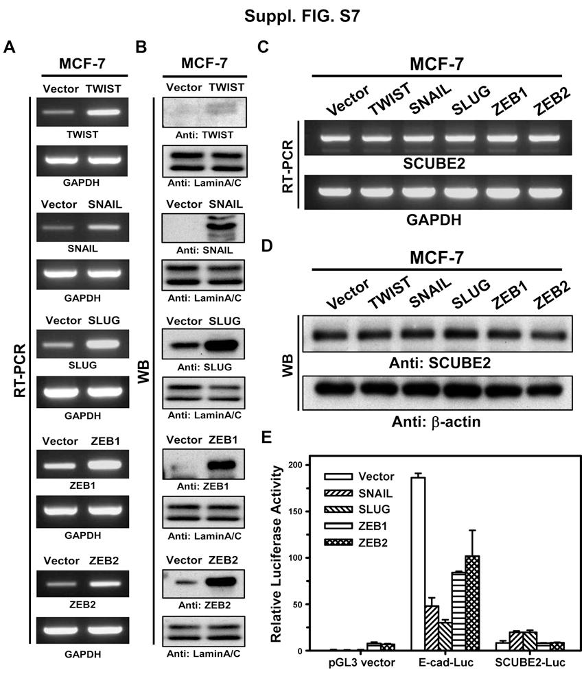 Fig. S7. Classical EMT inducers suppress E-cadherin but not SCUBE2 in MCF-7 cells. (A-D) Effects of the E-cadherin repressors on SCUBE2 expression in MCF-7 cells.