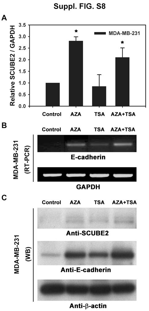 Fig. S8. Restoration of SCUBE2- and E-cadherin-silenced expression by 5-aza-29-deoxycytidine (AZA).