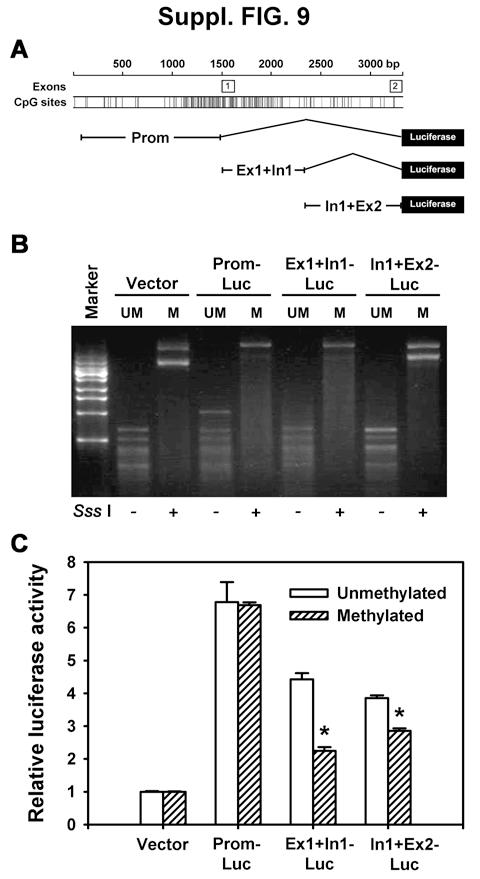 Fig. S9. Effect of in vitro methylation on SCUBE2 gene reporter activity.