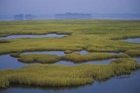 16 A is an area of land that is saturated, or soaked, with water for at least part of the year. Bogs, marshes, and swamps are types of wetlands.