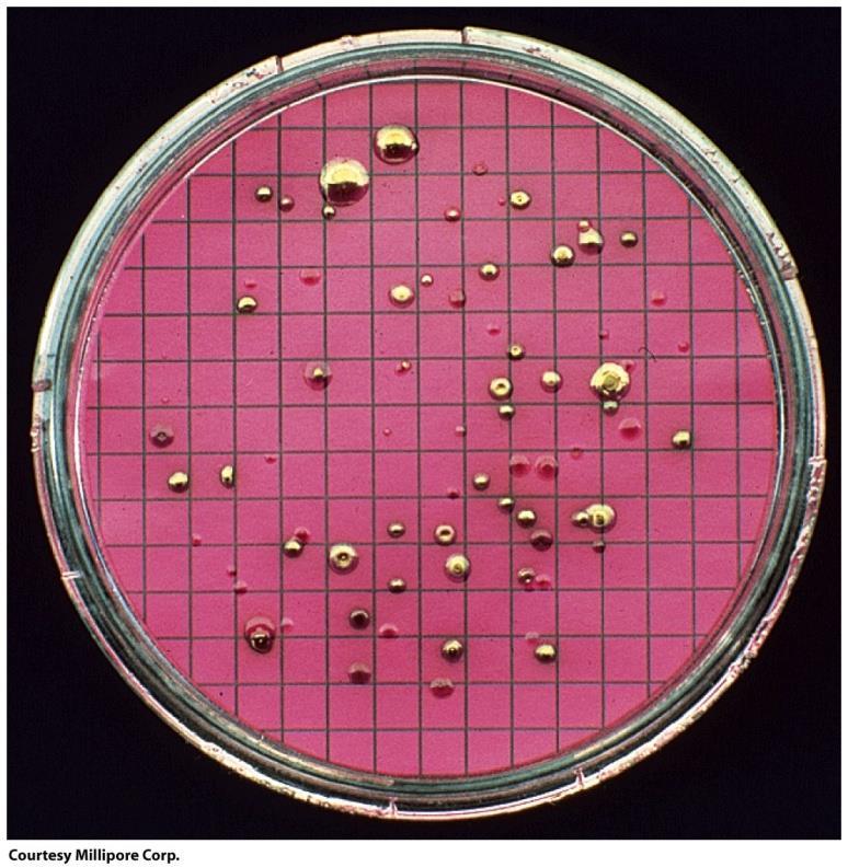 coli in the water via a fecal coliform test