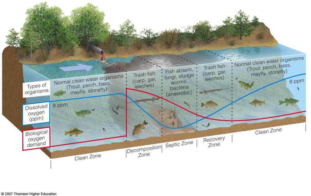 Water Pollution Problems in Streams Dilution and decay of
