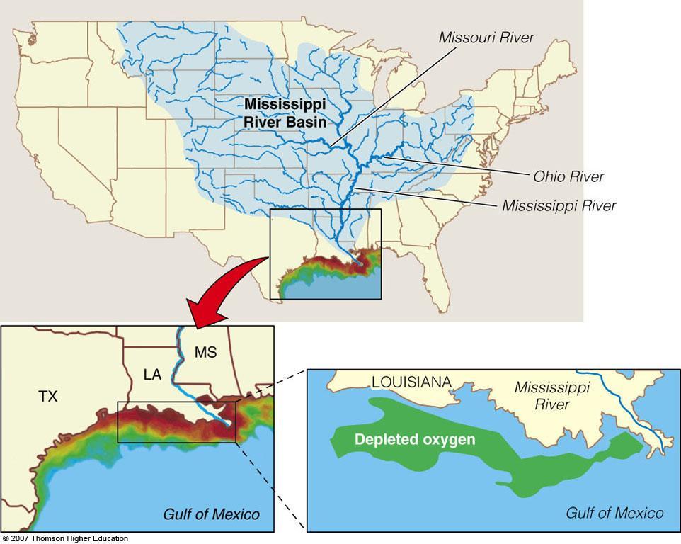 Oxygen Depletion in the Northern Gulf of Mexico A large zone of oxygendepleted