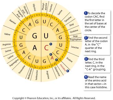 6. How to Read Codons a. Use the circular table (Figure 13 6 on pg. 367) 7. Amino Acid Practice Problem AUG CCC GGA AUU 8.