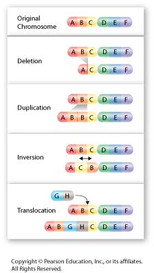 D. Types of Chromosomal Mutations: 1. Chromosomal mutations can change the: a.